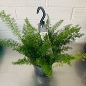 Asparagus Fern Hanging Basket