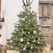 Cut 4ft Nordman Fir Christmas Tree